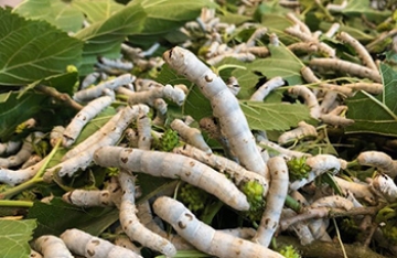 Our students are growing silkworms!
