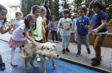 En Yakın Dostlarımız İçin Mama Kampanyası Düzenledik